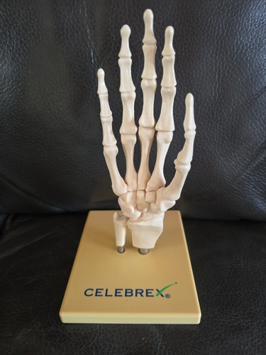 Anatomical plastic skeletal - anatomical,